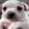 scawy emote