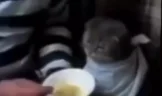 суп emote