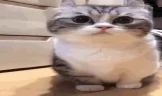 wha emote