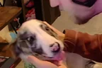 skippyBite emote