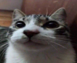 seventv_01HQJ88A7R00091HNAARQJADHZ