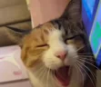 zevushka emote