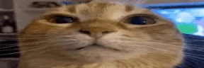 WUH emote