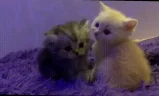 milashki emote