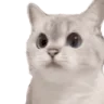catNope emote
