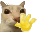 dosehiii