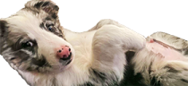 skippyLounge emote