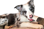 skippyToy emote