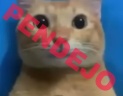 PENDEJO emote