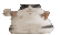 CatFatDance