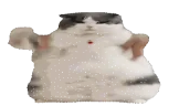 CatFat emote