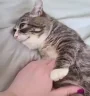 zaebok emote