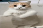 CATdance emote