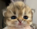 melk emote