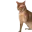 catSlap