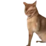 catSlap emote