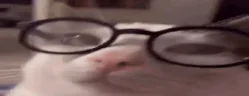 Nerdi emote