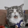 bwaaaah emote