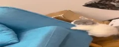 climb emote
