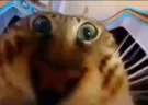 feast emote