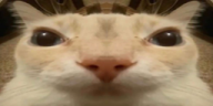 gaag emote