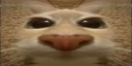 otto emote