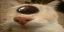 otagCyclops