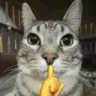 zazuMewing emote