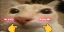 otagShy