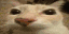 otagCurse
