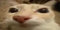 otagCurse emote