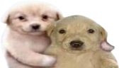 SomosAmigos emote