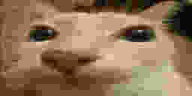 otagVodafone emote
