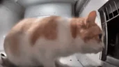 HesRightBehindMeIsntHe emote