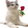 catrosesittingverycomfortable emote