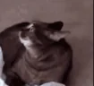 catShocked emote