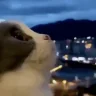 wowie emote