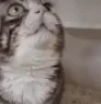 HALP emote