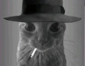 Cattenheimer emote