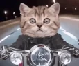 catBiker emote
