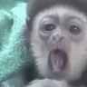 MonkiSleep emote