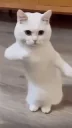 catdance
