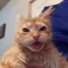 auh emote