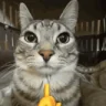 mewing emote