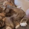 catFight emote