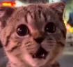 GetAttention emote