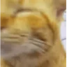 CATTIME emote