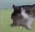 catEXPLODE