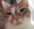 ohoh emote