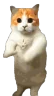 CatTime2 emote